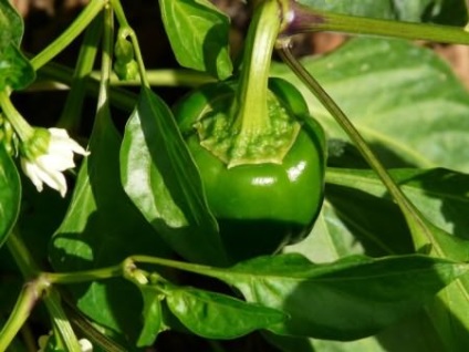 A magról paprika levelek