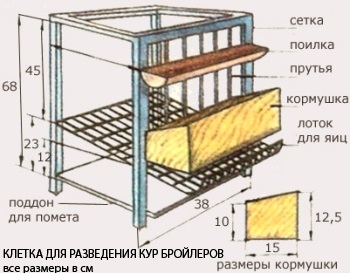 Înmulțirea broilerului la domiciliu pentru începători