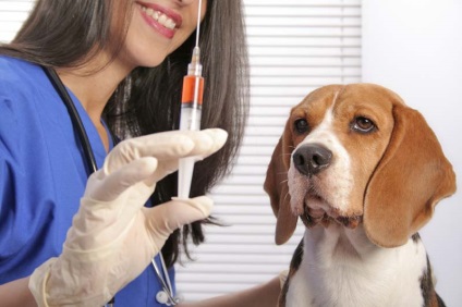 Recomandări pentru vaccinarea câinilor - mugurii de viață