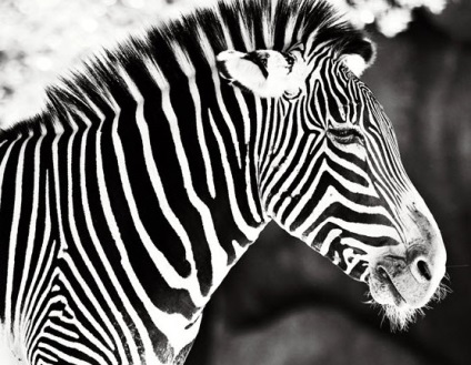 Zebra minta a belső - 80 képek
