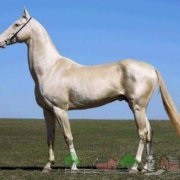 Cel mai scump cal din lume, fotografia și videoclipul celor mai bune rase de cai