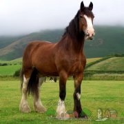 Cel mai scump cal din lume, fotografia și videoclipul celor mai bune rase de cai