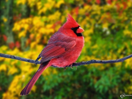 A legszebb madár