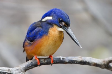 Cele mai rare și mai frumoase păsări din lume