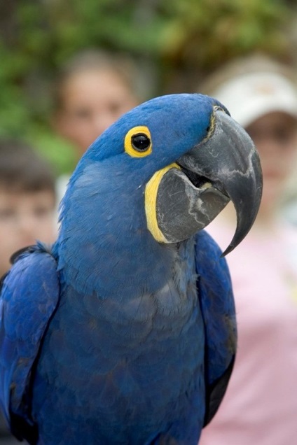 Cele mai rare și mai frumoase păsări din lume