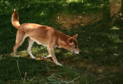 Cele mai rare rase de câini (foto)