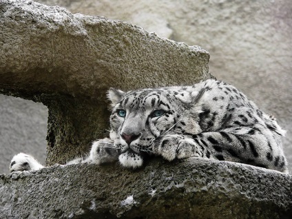 Leopard de zăpadă