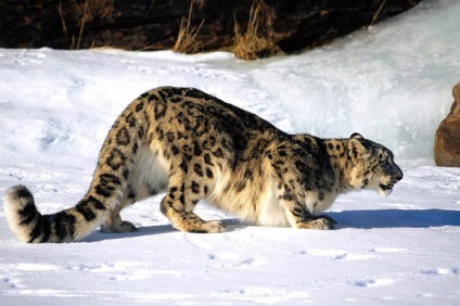 Leopard de zăpadă