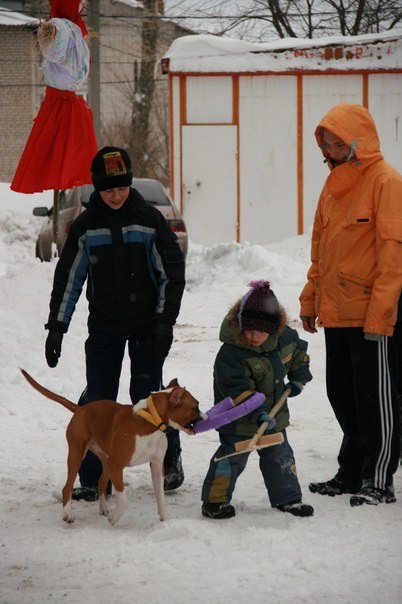 Proiecte sociale - câini pentru copii - yportal, forum yaroslavleva