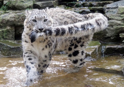 Un obicei neobișnuit de leopardi de zăpadă, care nu a fost discutat mai înainte