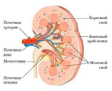 Structura și activitatea rinichilor