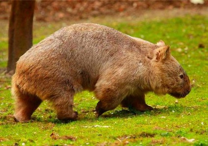 Marsupial animals australia descriere, fotografie cu nume, video