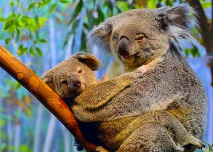 Marsupial animals australia descriere, fotografie cu nume, video