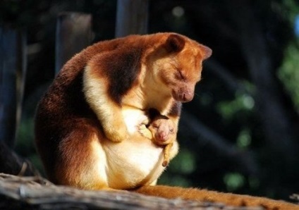 Marsupial animals australia descriere, fotografie cu nume, video