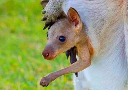 Marsupial animals australia descriere, fotografie cu nume, video
