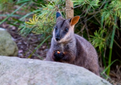 Marsupial animals australia descriere, fotografie cu nume, video