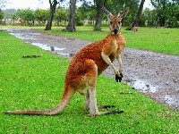 Marsupial animals australia descriere, fotografie cu nume, video