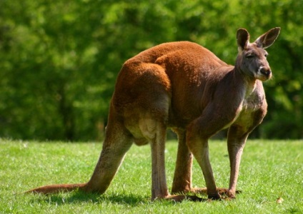 Marsupial animals australia descriere, fotografie cu nume, video