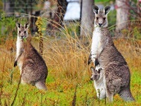 Marsupial animals australia descriere, fotografie cu nume, video