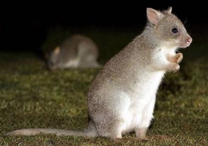 Marsupial animals australia descriere, fotografie cu nume, video