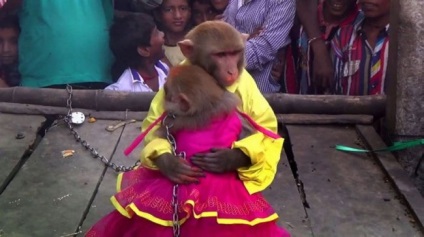 Maimuțe de nuntă în India (5 fotografii) - fapte interesante cele mai incredibile și curioase din lume