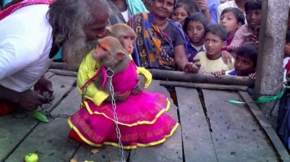 Maimuțe de nuntă în India (5 fotografii) - fapte interesante cele mai incredibile și curioase din lume