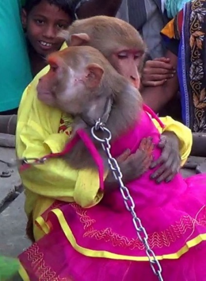 Maimuțe de nuntă în India (5 fotografii) - fapte interesante cele mai incredibile și curioase din lume