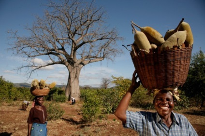 Proprietăți ale pudrei baobab și ale lemnului, revista lookbio pentru cei care caută bio