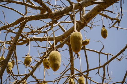 Tulajdonságok baobab por és a fa, lookbio magazin azok számára, akik keresik a bio
