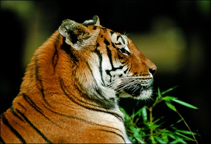 Tigrii tigri (panthera tigris), Amur tiger răspândesc rezerva de numărul de habitat