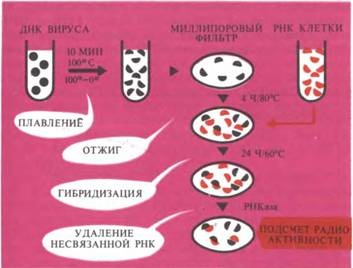 Transformarea in vitro - experimente de cancer și ipoteze