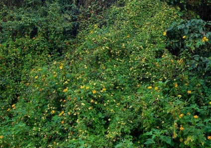 Thunbergia crescând din semințe și finețe de plantare și îngrijire, ls