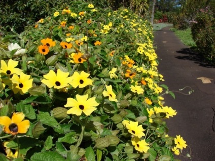 Thunbergia crescând din semințe și finețe de plantare și îngrijire, ls