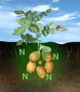 Îngrășământ pentru cartofi la plantare - tipuri și sfaturi pentru utilizare