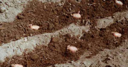Îngrășământ pentru cartofi la plantare - tipuri și sfaturi pentru utilizare