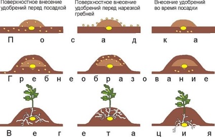 Îngrășământ pentru cartofi la plantare - tipuri și sfaturi pentru utilizare