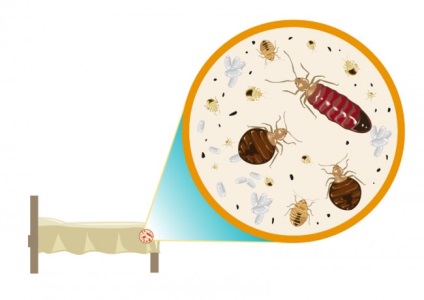 Bites bug-uri pe un tratament om eficient