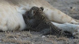 Унікальний і зворушливий момент левиця годує дитинча леопарда - bbc російська служба