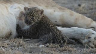 O leoaică unică și emoționantă a momentului alimentează un serviciu rus de leopard - bbc