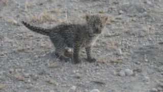 O leoaică unică și emoționantă a momentului alimentează un serviciu rus de leopard - bbc