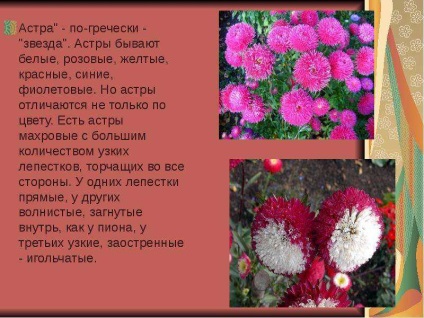 O lecție pe tema florilor de grădină