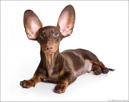 Urechile lui Dachshund-6