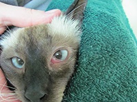 Állatorvosi Központ Greta - nem szteroid macska szeme!