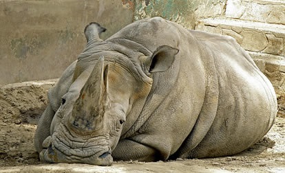 Tipuri de rinoceroză