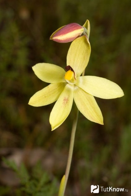 Cultivarea orhideei de vanilie la domiciliu