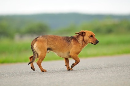 Dislocarea genunchiului la câini - clinica veterinară blog - belant