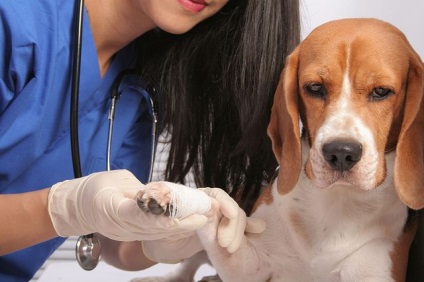 Dislocarea genunchiului la câini - clinica veterinară blog - belant