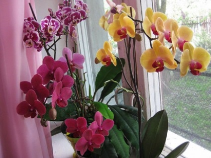 Tot ce trebuie să știți despre orhideele înflorite sunt secretele unei îngrijiri corecte!