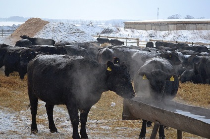 Toate articolele cu tag-ul Kurgan region - făcut cu noi