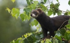 Cort de ferret pentru dihor, obiecte de uz casnic, cuib, așternut, hamac, întreținere în aer liber, tineri